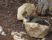 15 - Grand Canyon (2)